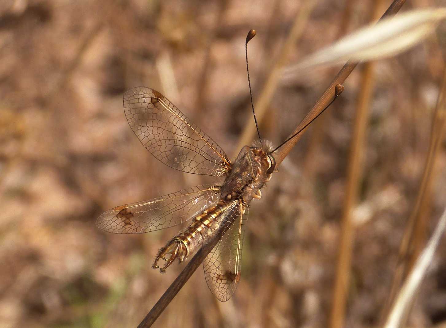 Deleproctophylla australis